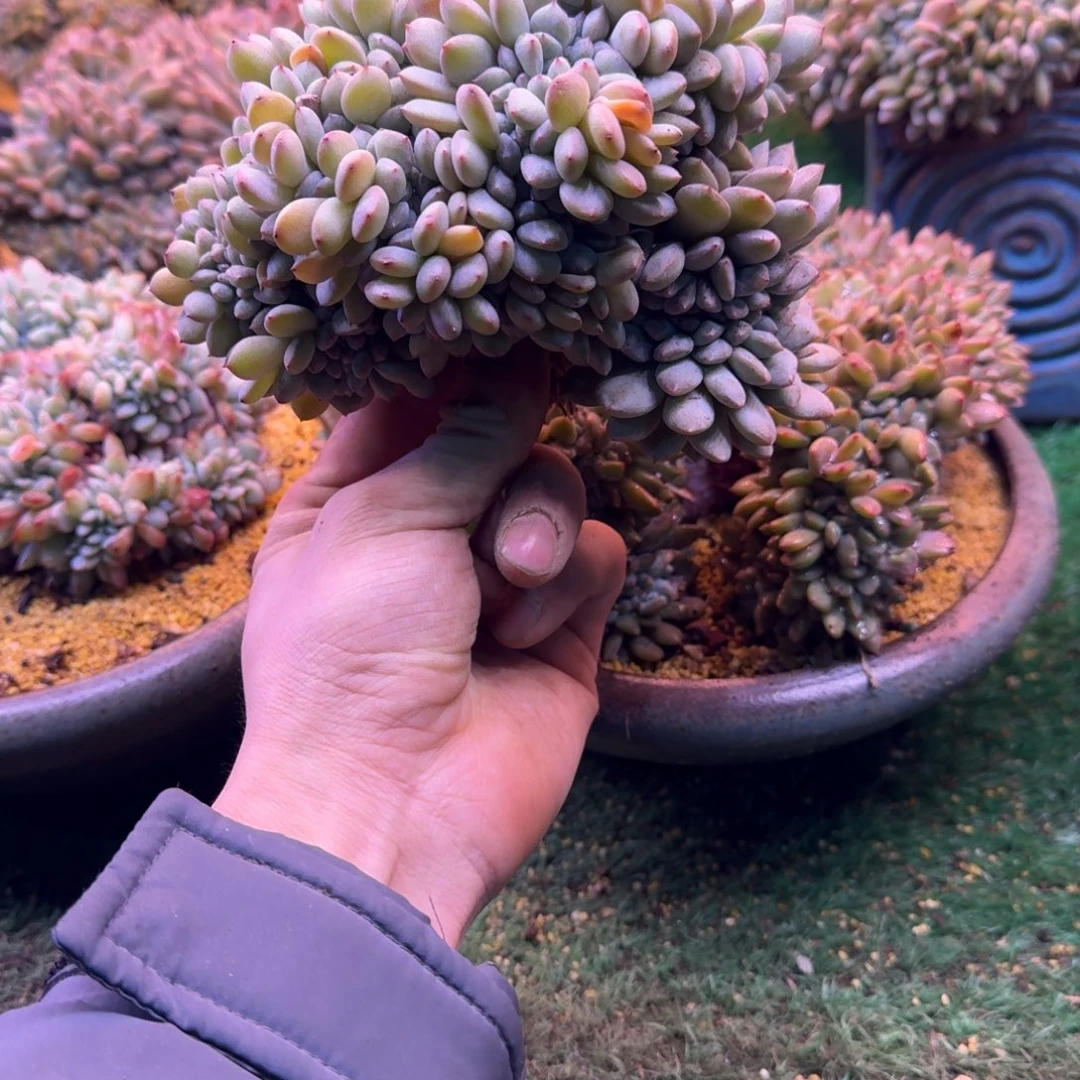 岚*姐星影树缀无砍多肉