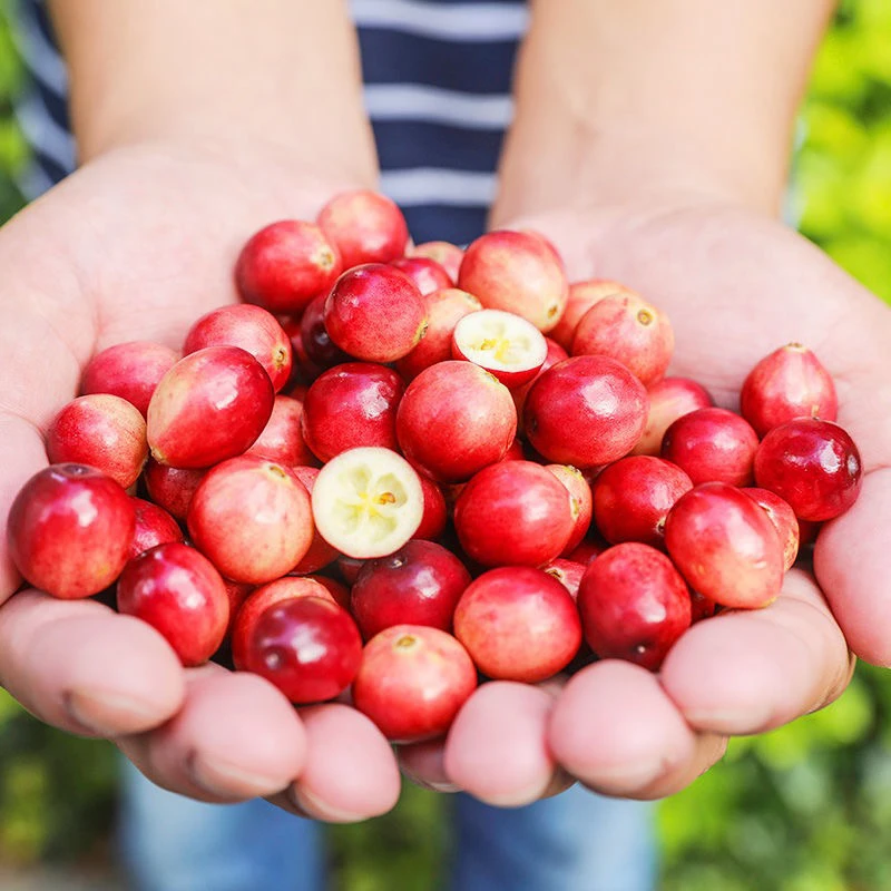 【北方限定】没见过的新鲜蔓越莓！酸爽爆汁，做果酱、当甜品，手慢无！