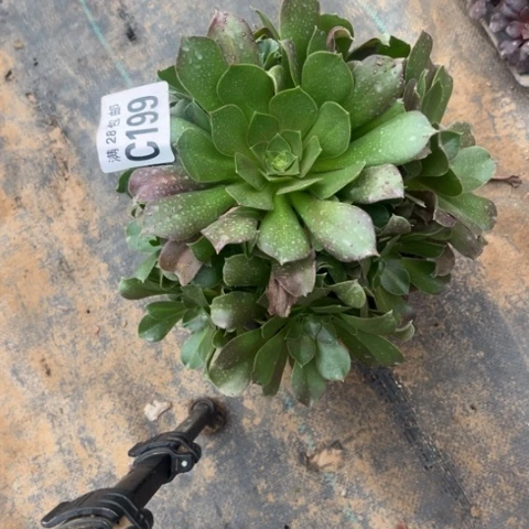 199法师不包断枝