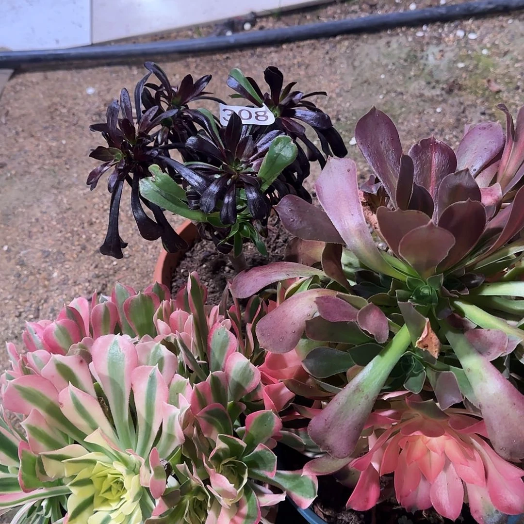 多肉植物福利3棵308