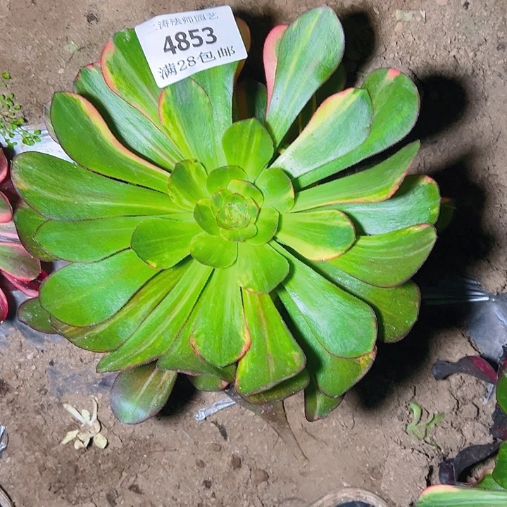 4853巫毒七彩多肉植物