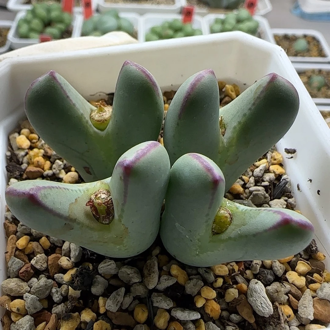 11-21-1-1当天满38包邮清货粗红边大眼少将脱土