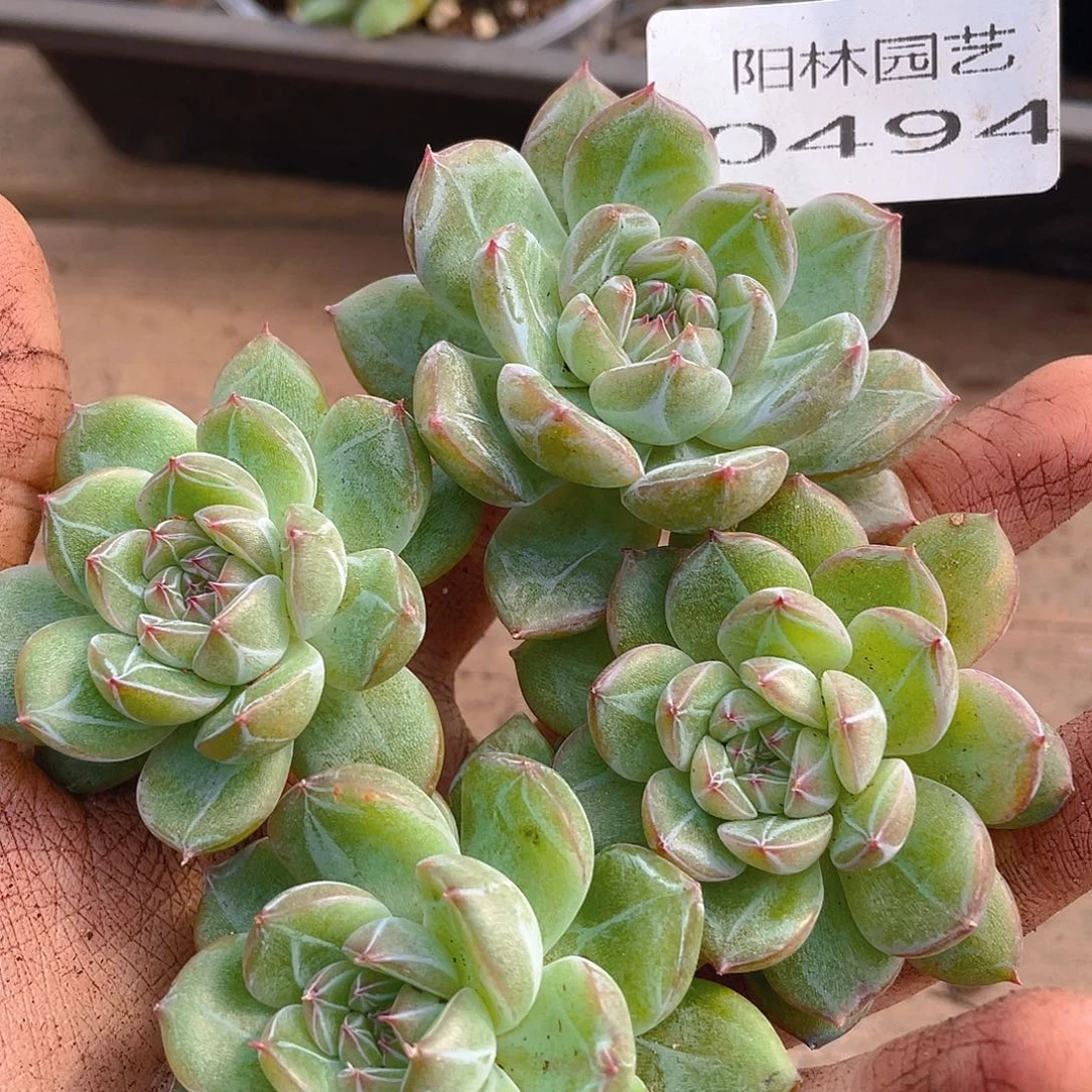 多肉植物多肉植物494