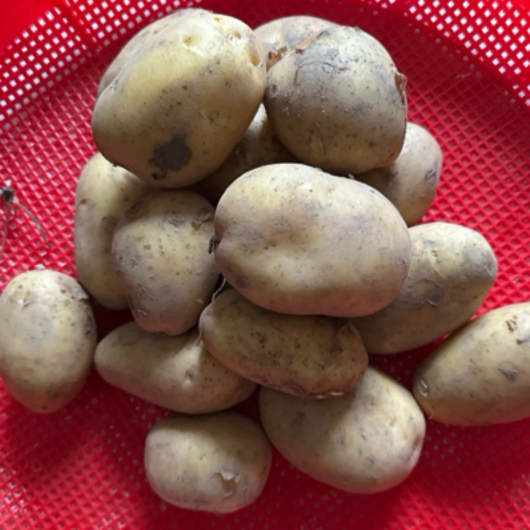 精品黄皮沙漠土豆