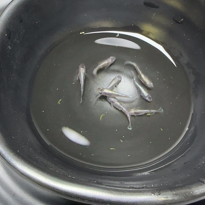 青鳉鱼011天照黑白一组8条