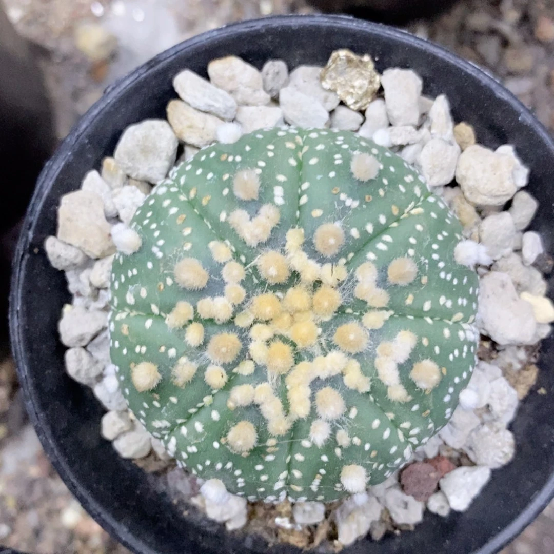 浪***石仙人球的世界杯花园兜