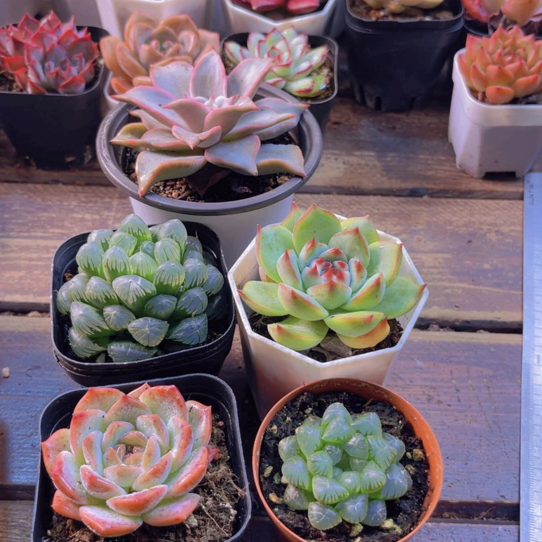 冰灯 姬雨露 粉恋 吉娃娃 粉饺子皮