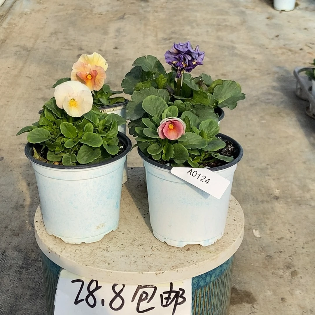 大部分花苞少量开放124