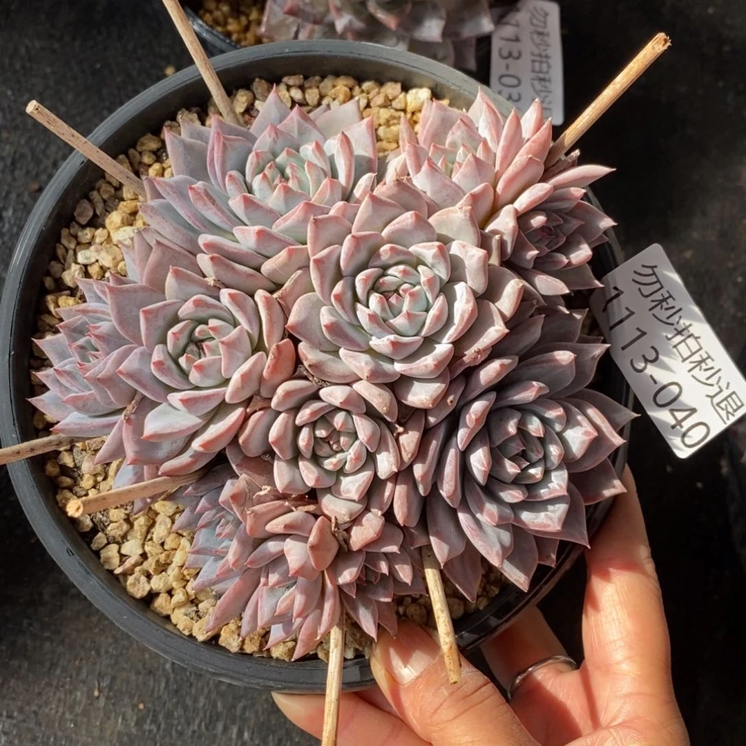 悠***爱两单包邮1113-40粉蓝鸟