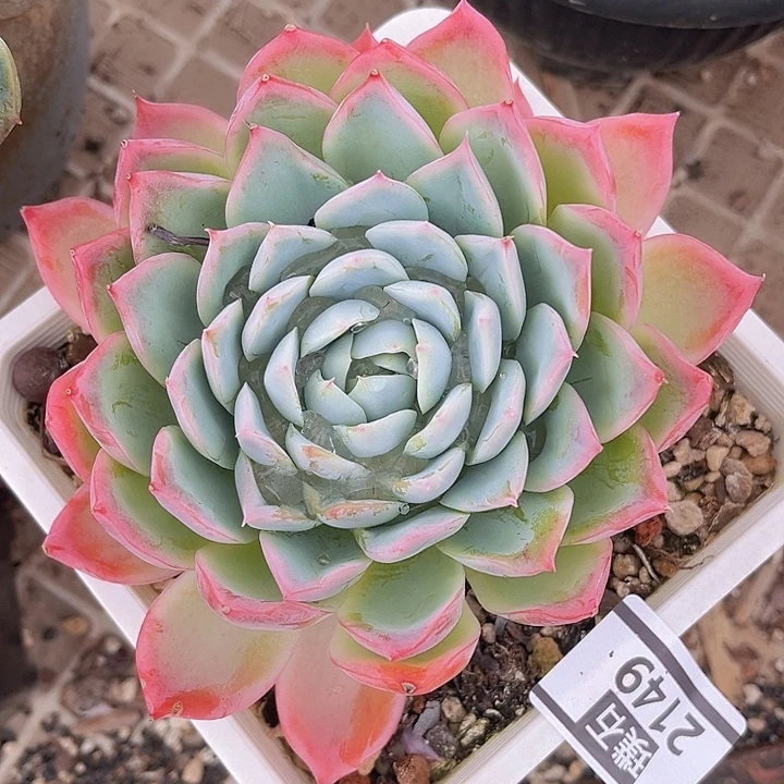 孤星2149多肉植物