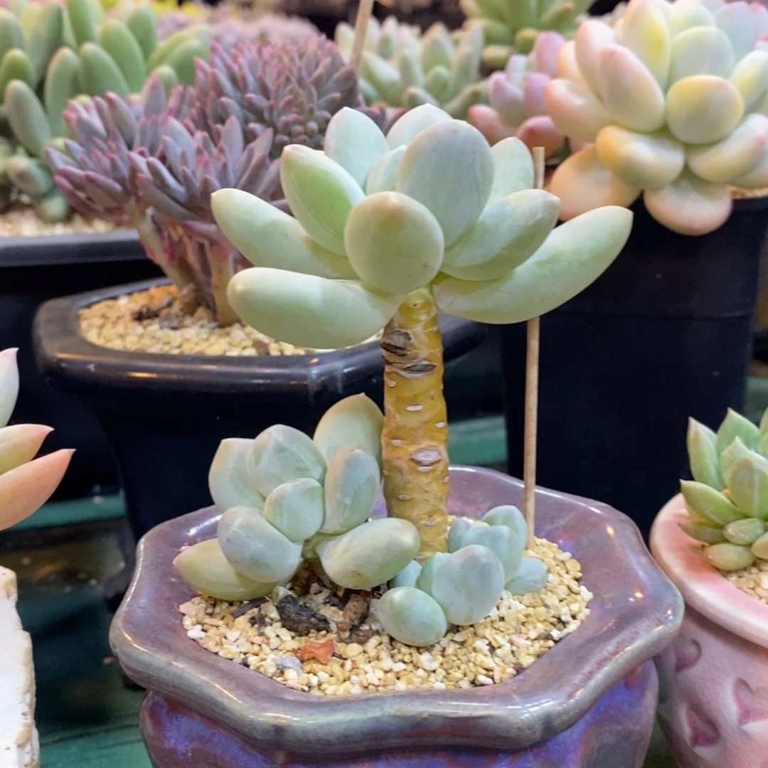 美人系列，4646646446