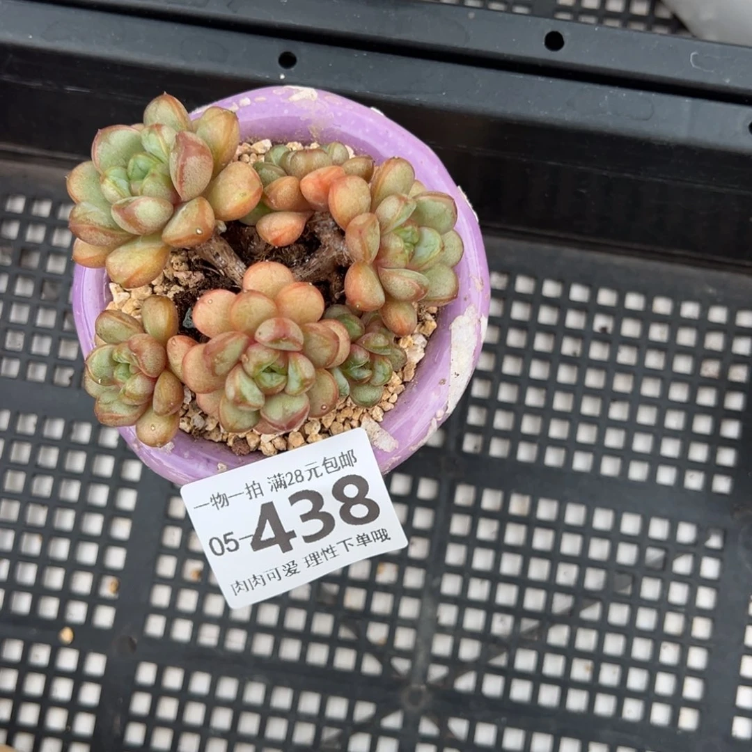 葡萄多肉多肉多肉多肉