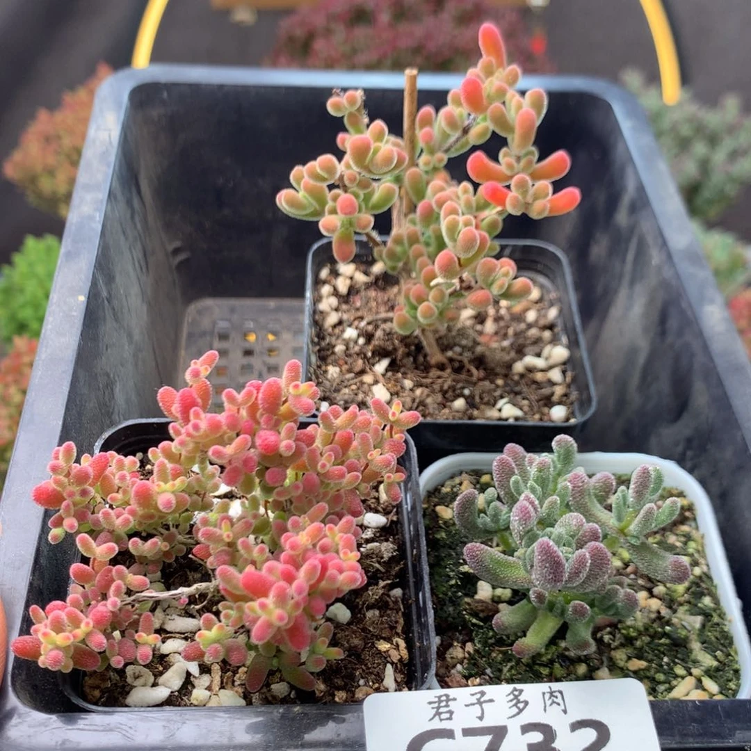 c732蜜橘小星星冰晶枝干番杏