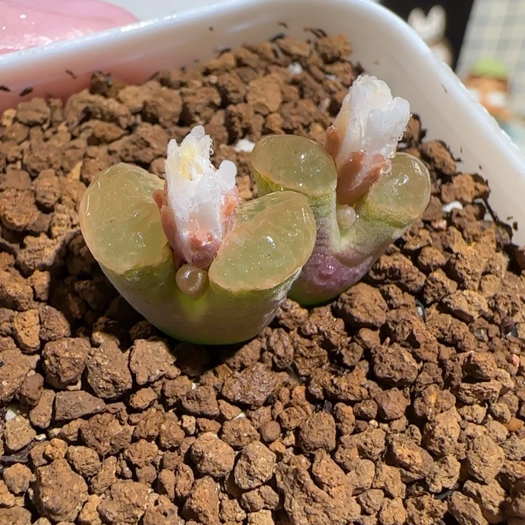 肉锥多肉植物组合-磁铁584母本