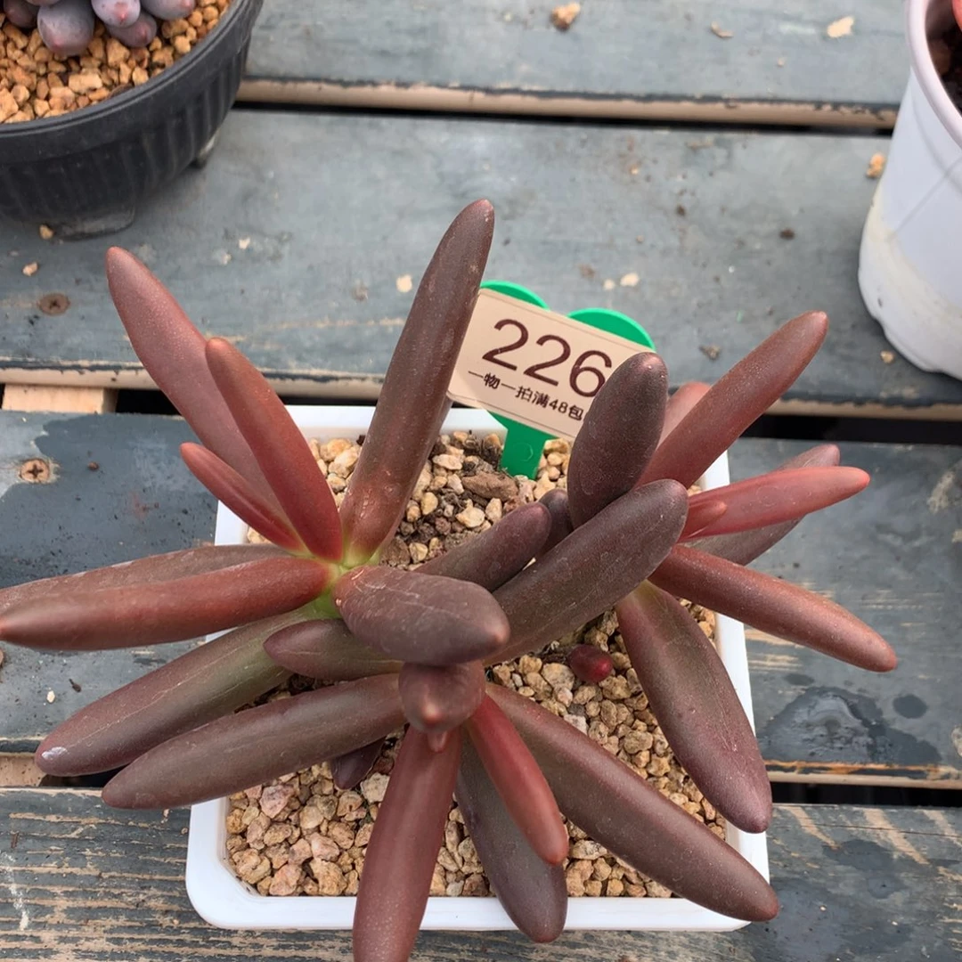椰子树无砍开播福利226