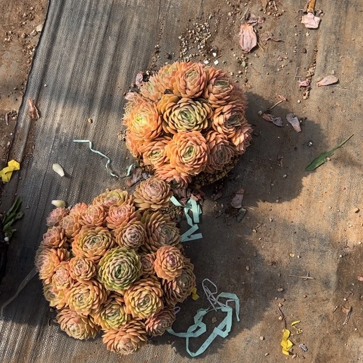 进****染的多肉一物一拍昂斯诺两颗