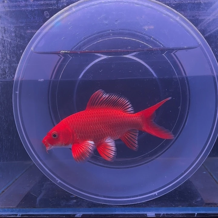 蝴蝶鲤鱼30号蝴蝶鲤