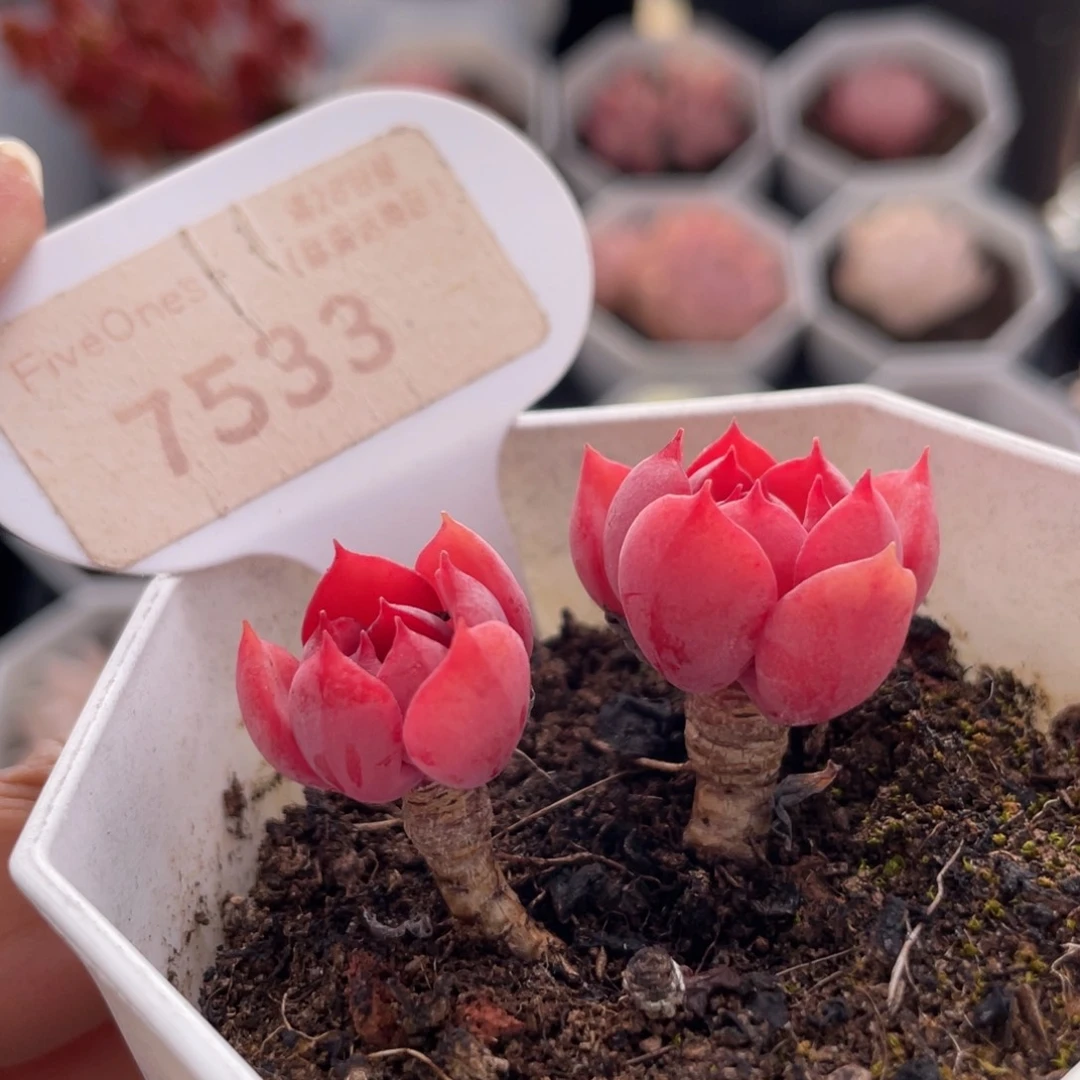 高贵7533-4.5厘米