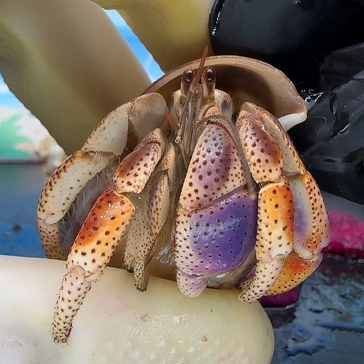 A55炫彩西伯利斯2.2cm口径