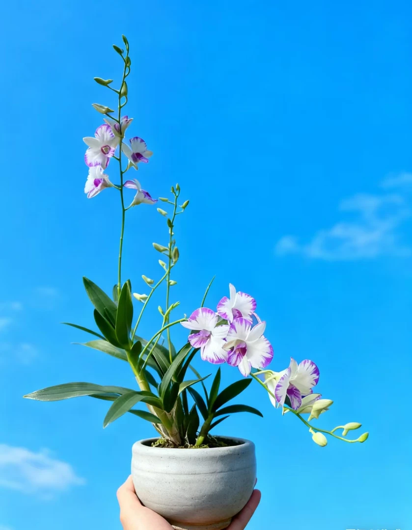 【泼墨】白色秋石斛花苗有花箭粉色可室内外养多年生好养