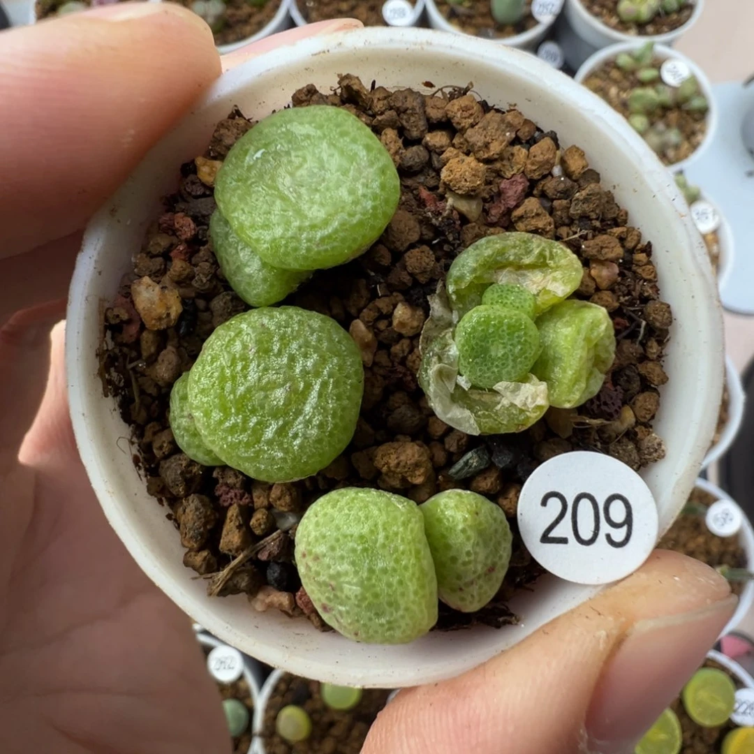 大型青团一颗脱土2090000