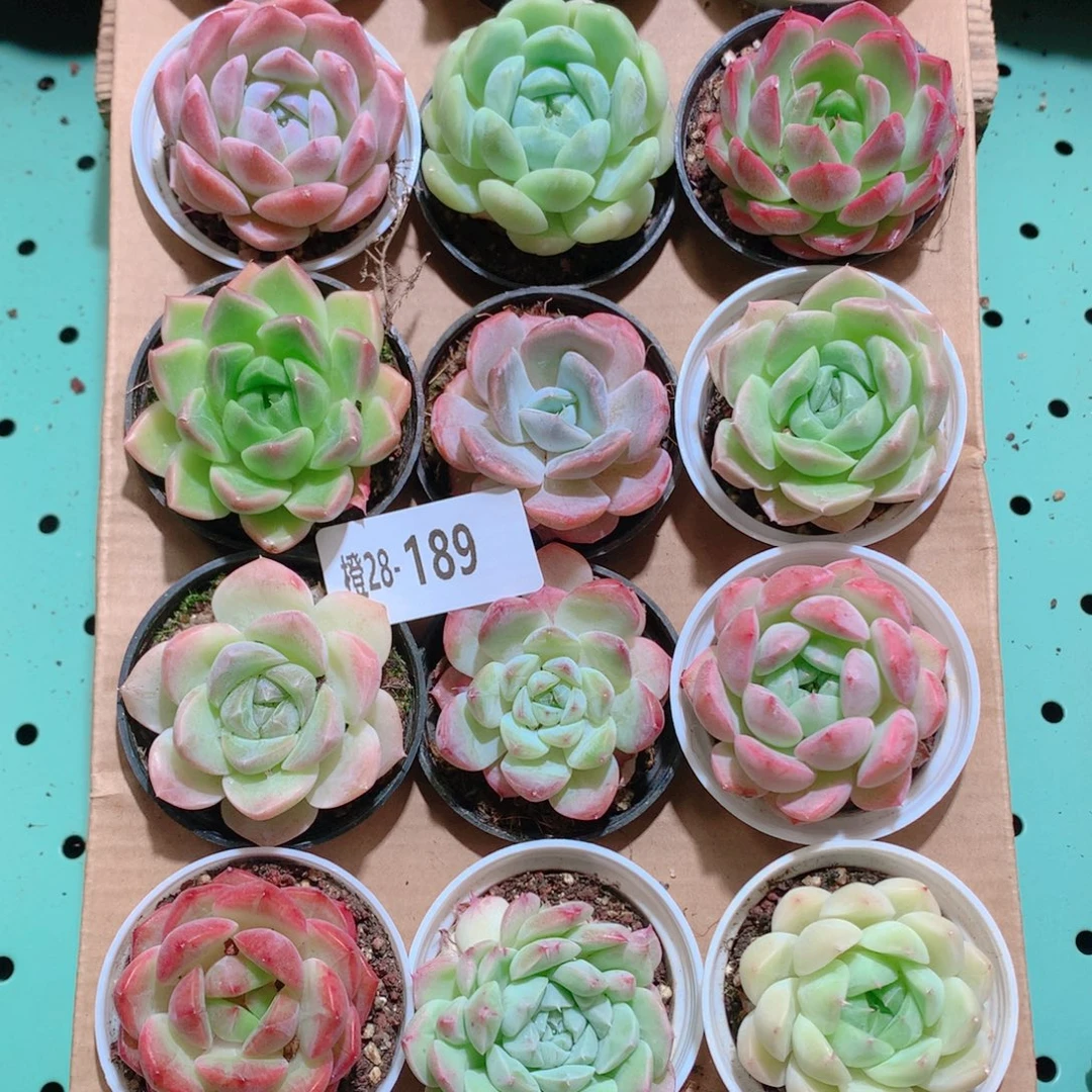 28-189一物一拍带盆18颗