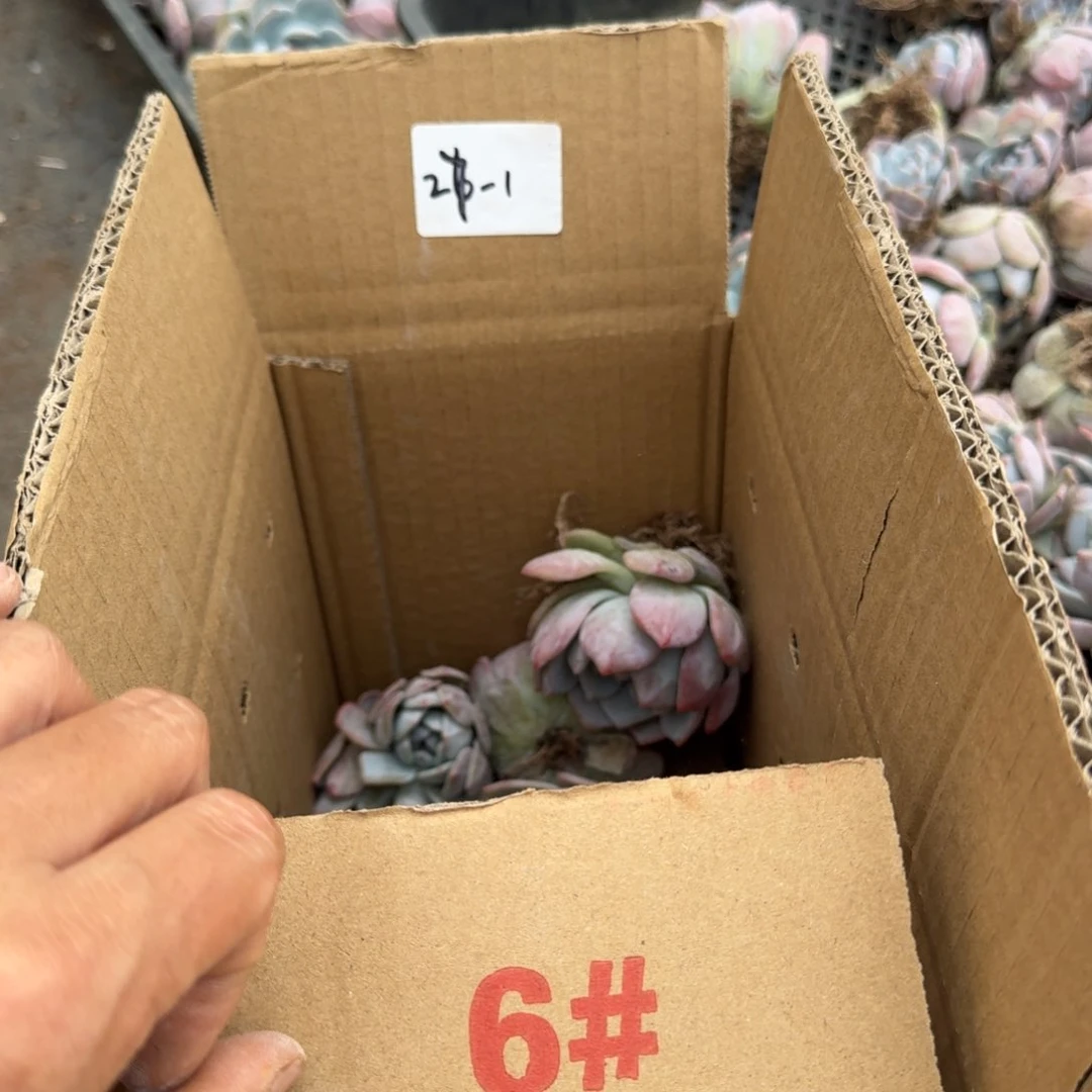 梦露呀六号箱子一箱子量拍27-1