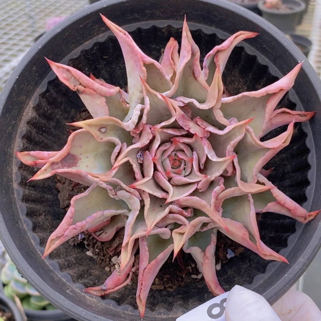 8942原始饺子皮一物一拍