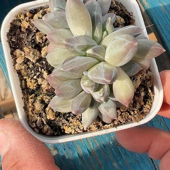 七头雪戴莉11111111