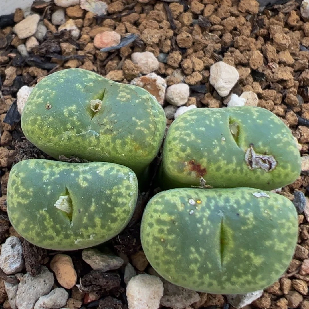 85多肉植物百科植物