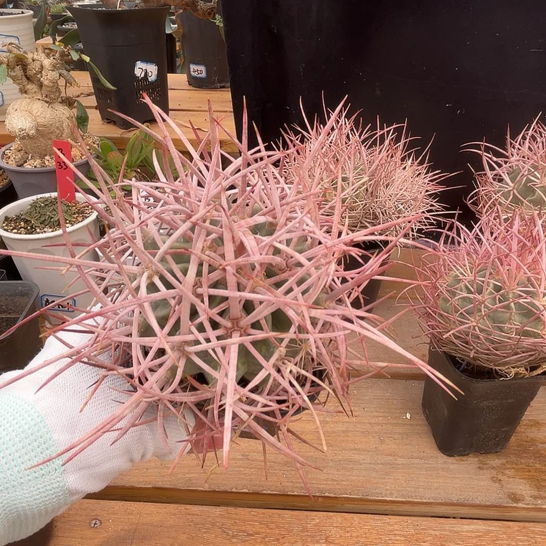 汤圆植物大龙冠好看