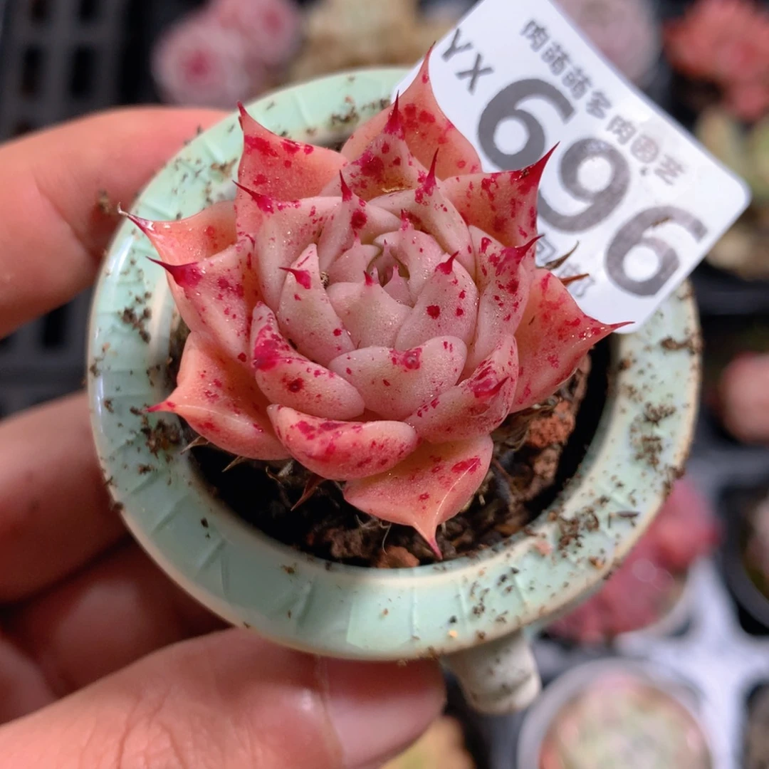 5CM拇指盆精控多肉YX696