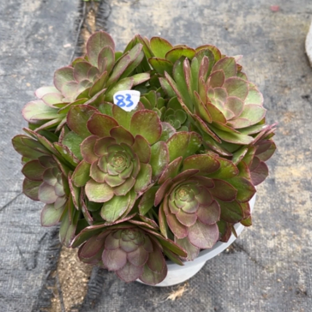 【闪购商品】83莎啦碗多肉法师