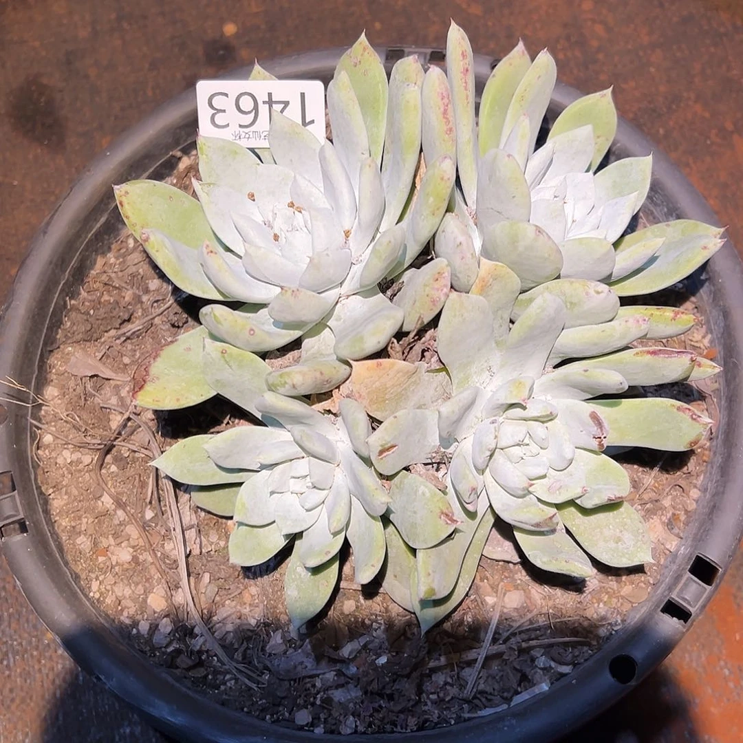 O*赛琳娜仙女杯多肉。