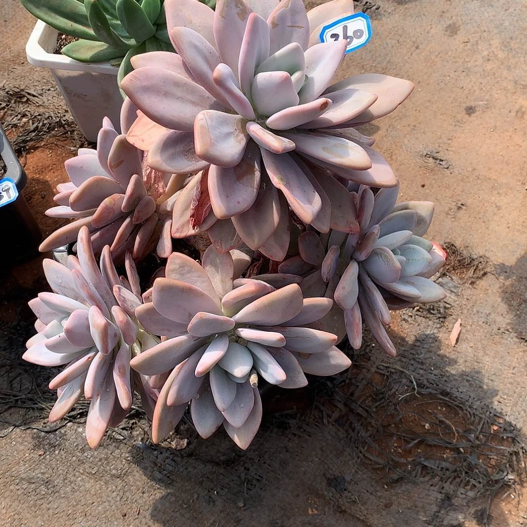 一物一拍多肉 360粉兔