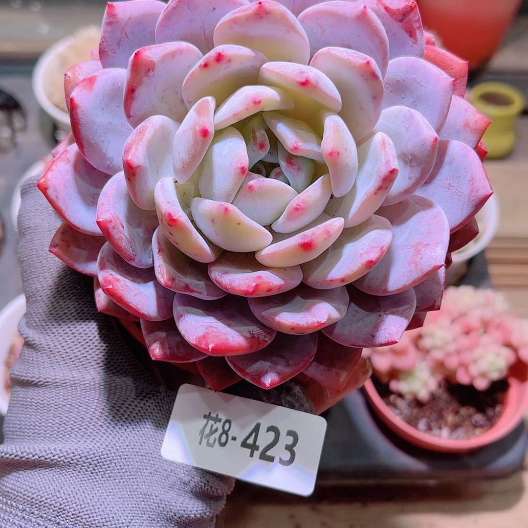 花08-423橙梦露单头