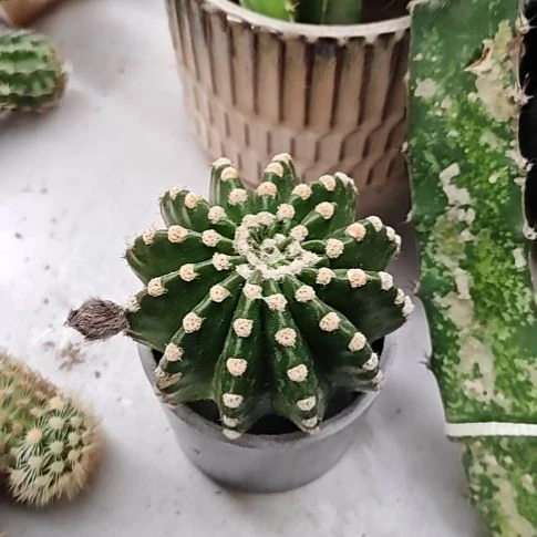 彩草短毛七侧芽8CM左右凑单