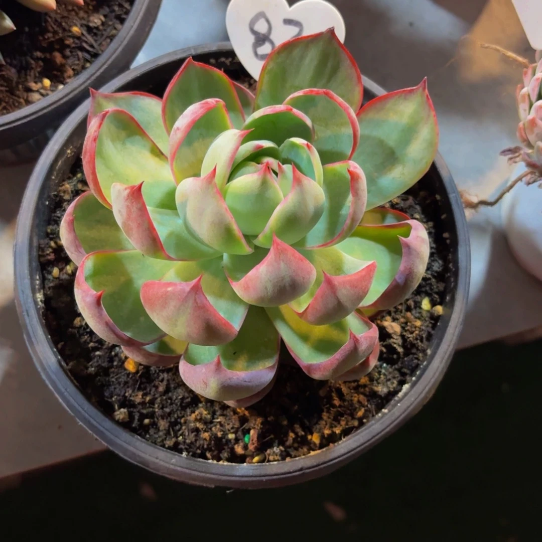 博****校丽娟花卉精品惊鸿