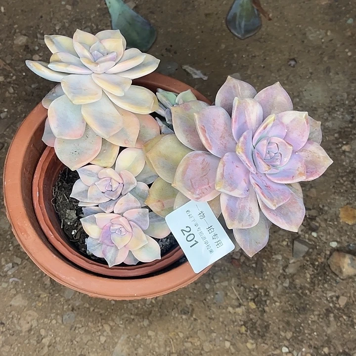 山***画紫乐锦群，一物一拍