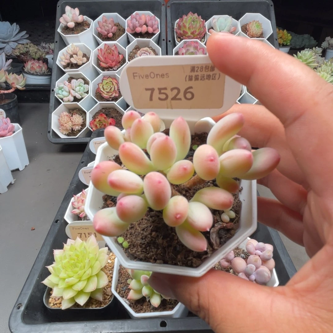7526苹果奶5.0厘米