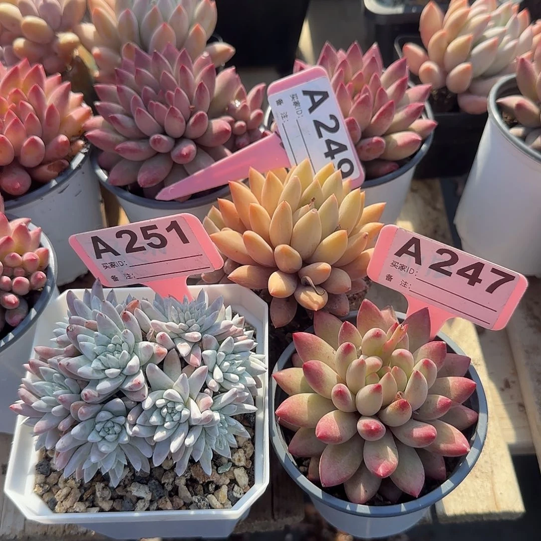 白菊老桩水晶球车厘子五十包邮