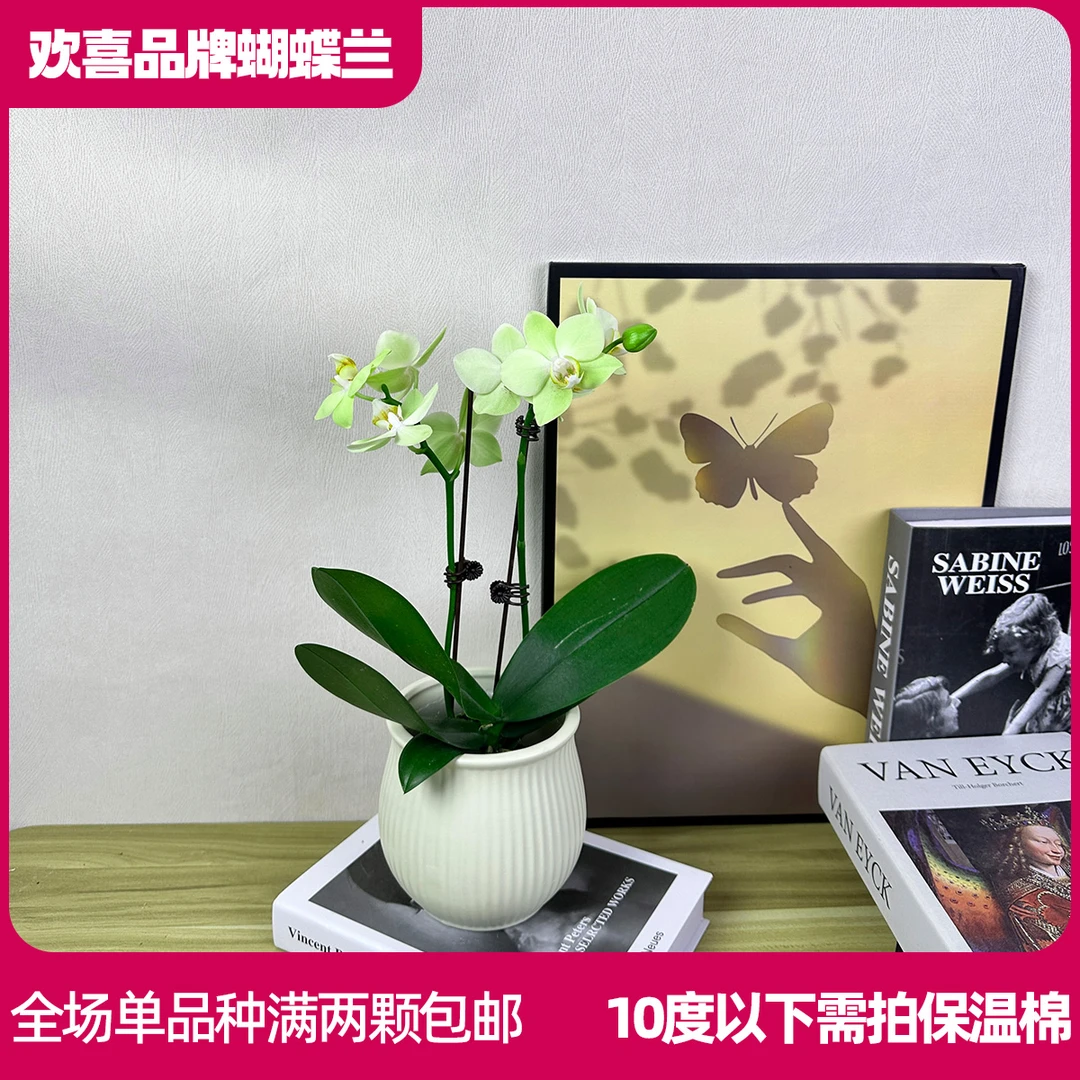 【A绿水晶】精品蝴蝶兰鲜花绿植室内花盆景