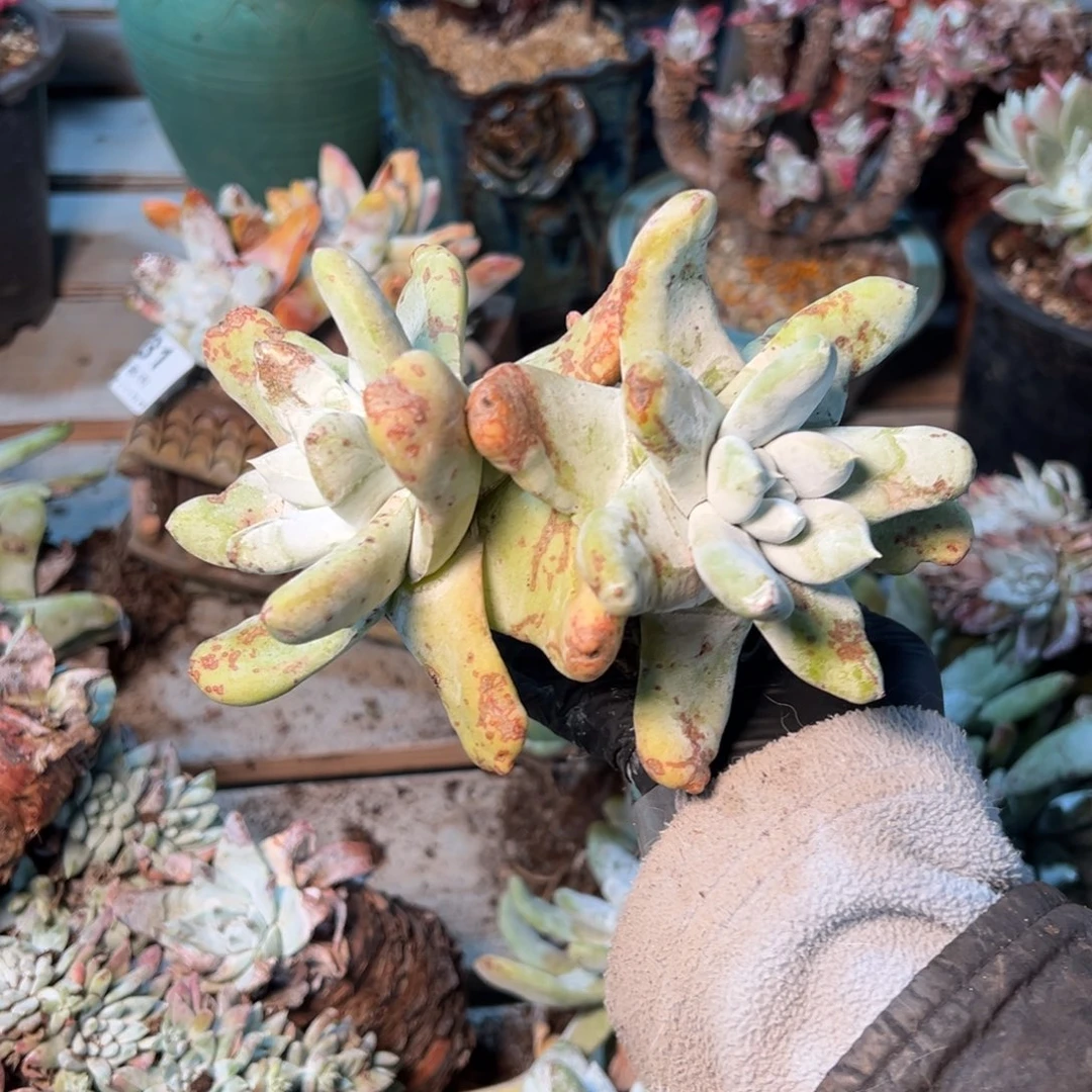 232个哈哈哈哈哈哈哈哈