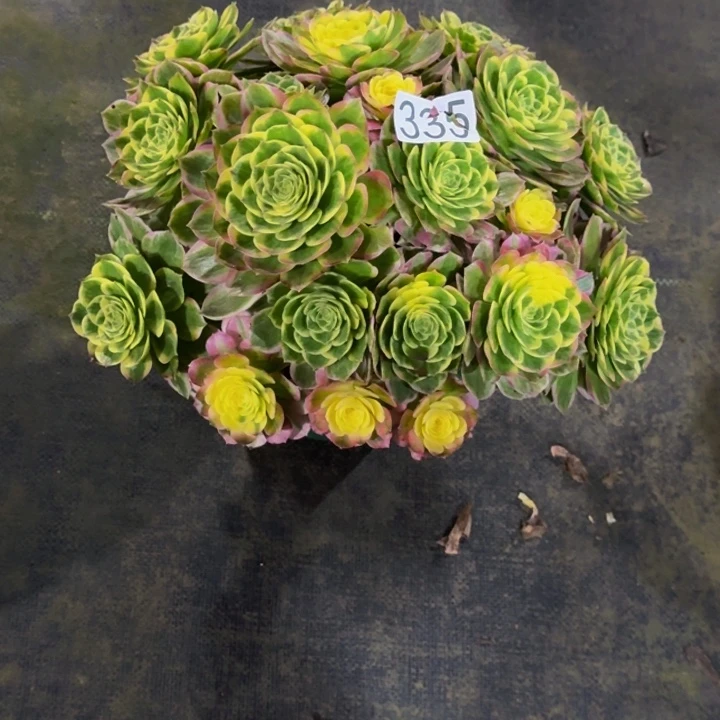000000335粉王特价款