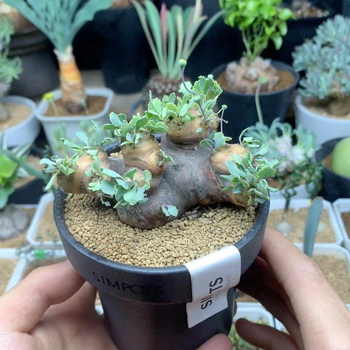 产地格加厚敦菊带盆8.3cm