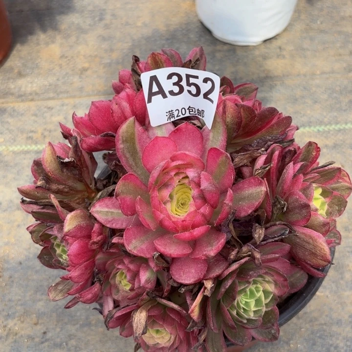 瑞妈多肉园艺。352