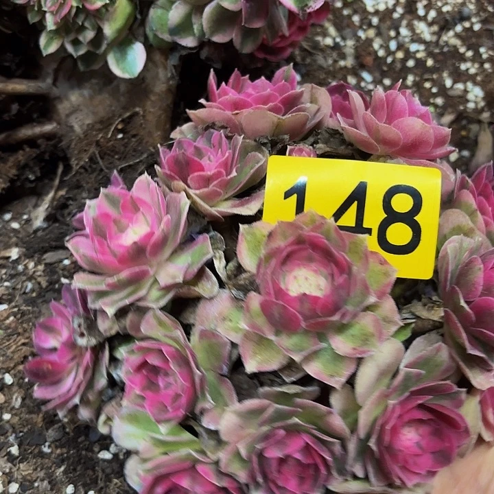 多肉植物倾城的148