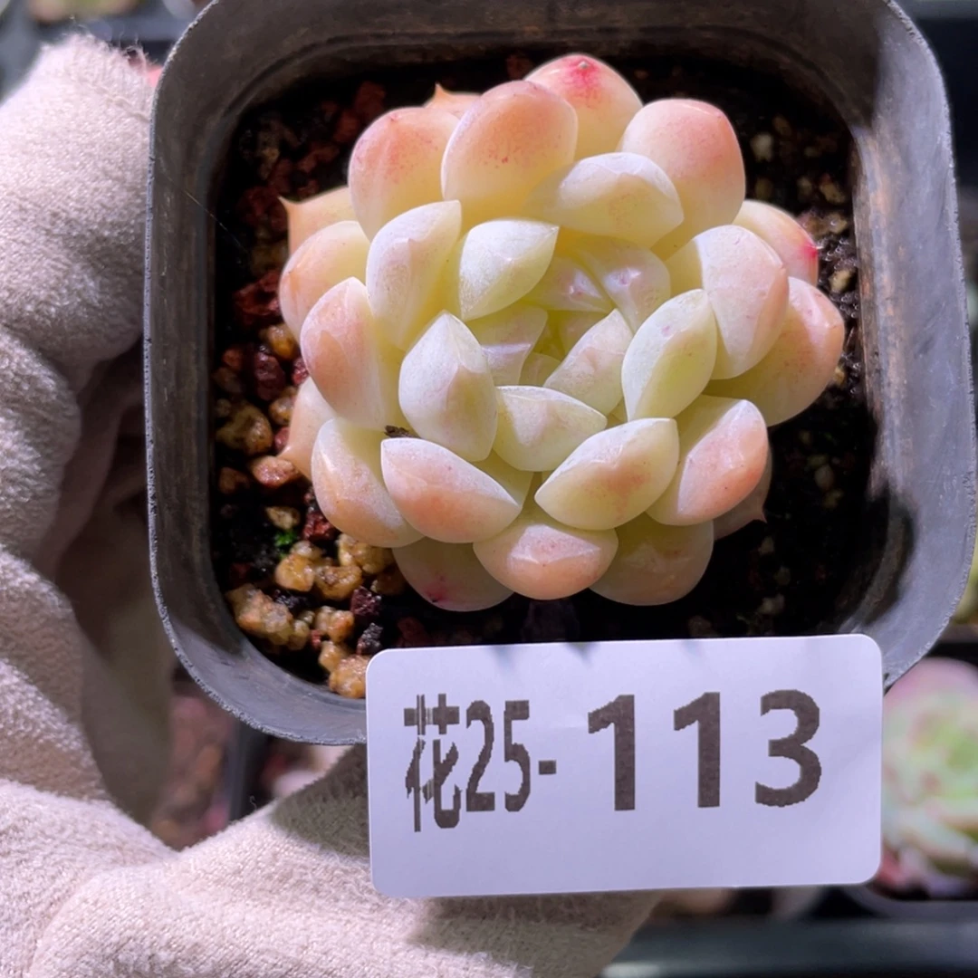 花利美25-113明月心