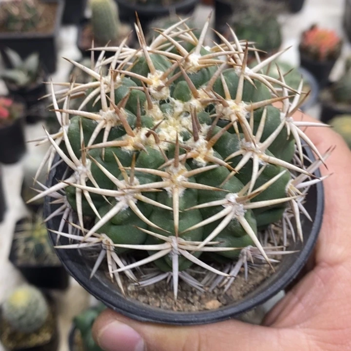 实生碧岩玉特价福利