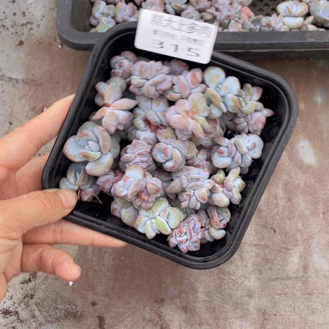 慧***肉糕大上多肉植物315